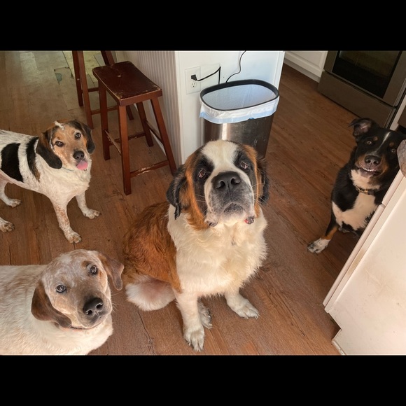 Meet your Posher, Aubree - Picture 2 of 2